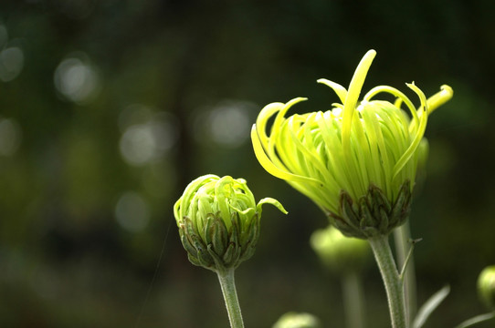 菊花