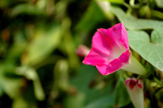 牵牛花 红花