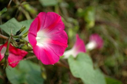 牵牛花 红花