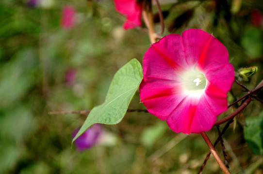 牵牛花 红花