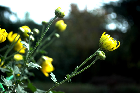 菊花