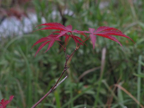 红枫叶