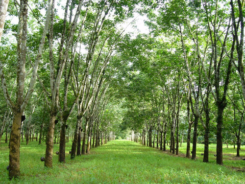 橡胶树