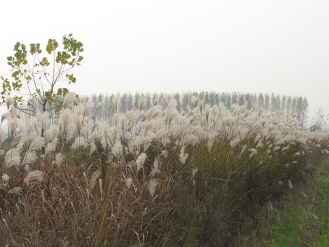 芦花 杨树林