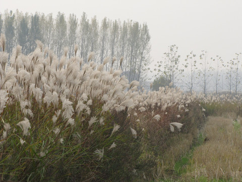 芦花 杨树林 田野