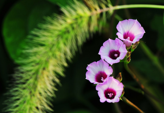 牵牛花