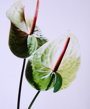 花卉油畫(huà)