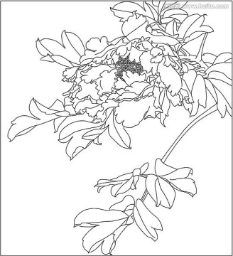 單線花