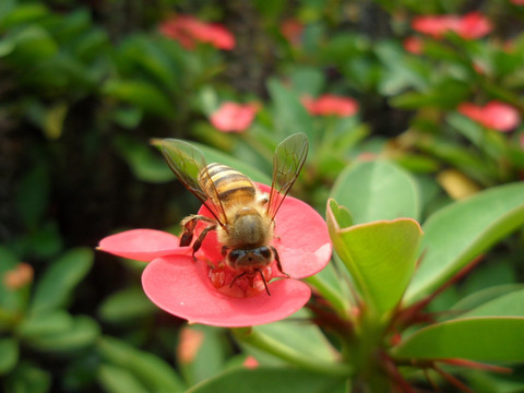 蜜蜂 虎刺梅