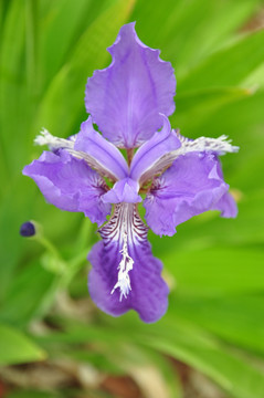 花 鸢尾花