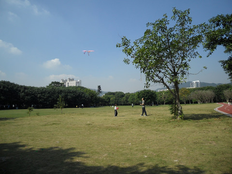 草地 树林