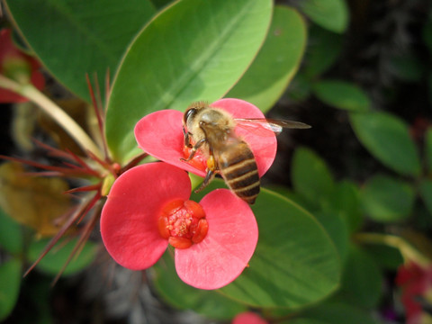 蜜蜂 虎刺梅