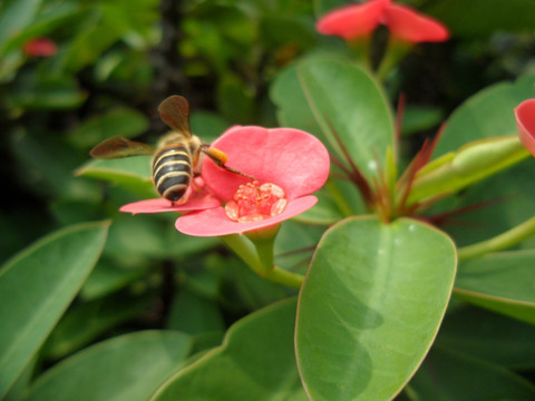 蜜蜂 虎刺梅