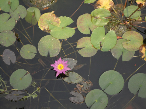 睡莲 荷塘 子午莲 水芹花 水生植物 名贵花卉 花中睡美人