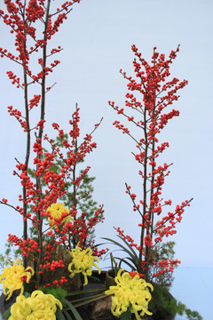 红子树
