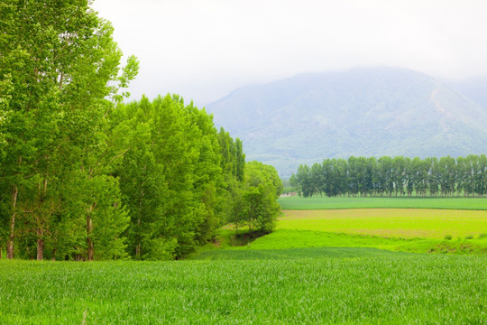 田野