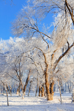 冬雪