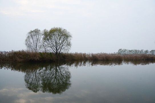 微山湖红荷湿地风光