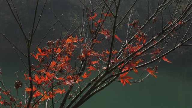 红枫叶与绿水