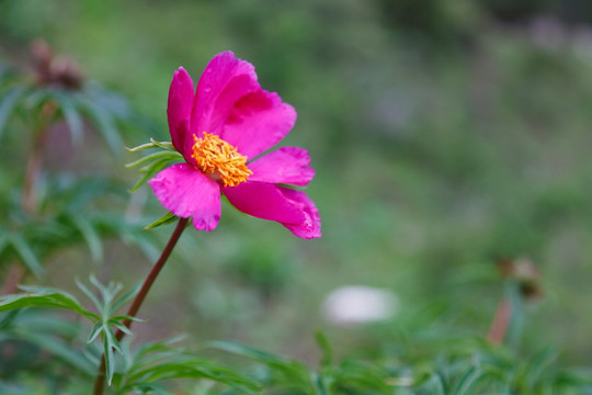 野芍药