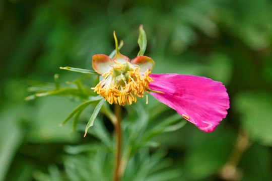 野芍药