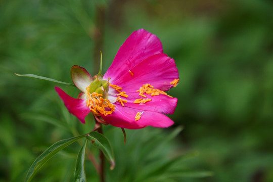 野芍药