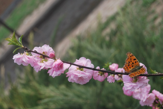 花枝上的彩蝶