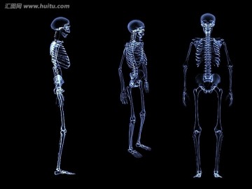 3dmax模型 人體骷髏