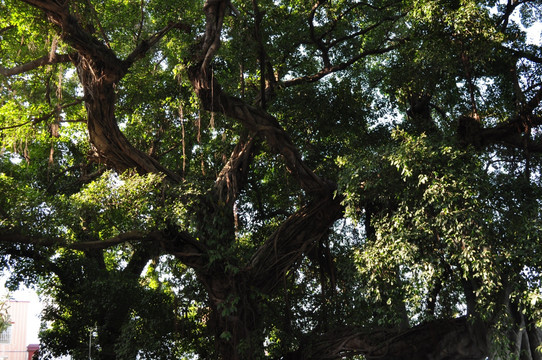 小洲村榕树