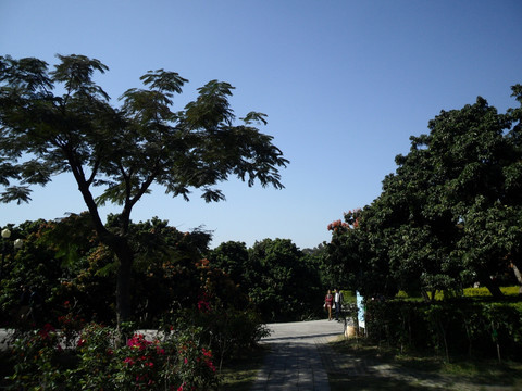 树木风景 蓝天 小路 游客