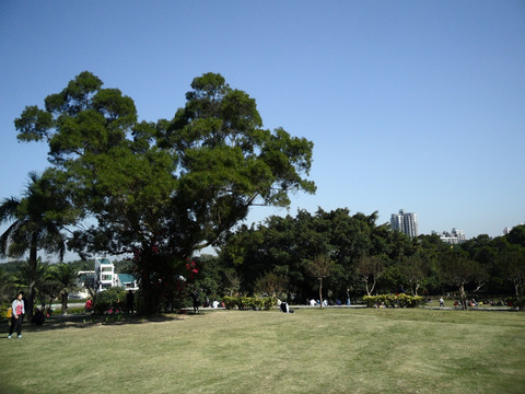 树木风景 蓝天 草地 游客