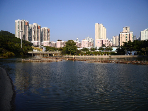 深圳园博园 湖畔 湖水 湖边风景