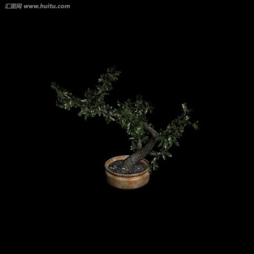 3dmax植物 模型 盆景