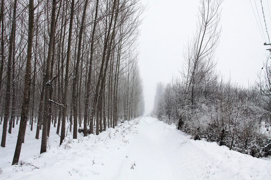 大雪