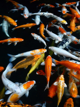 錦鯉魚 魚水之歡 戲水 魚群