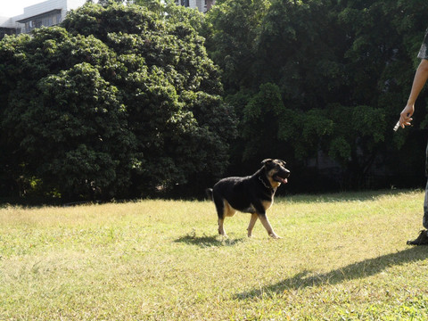 狼犬 狗 草地 树林