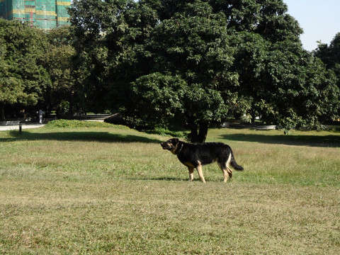 狼犬 狗 草地 树林