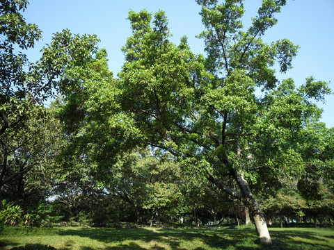 树木风景 蓝天 草地