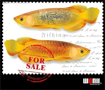 手繪金龍魚