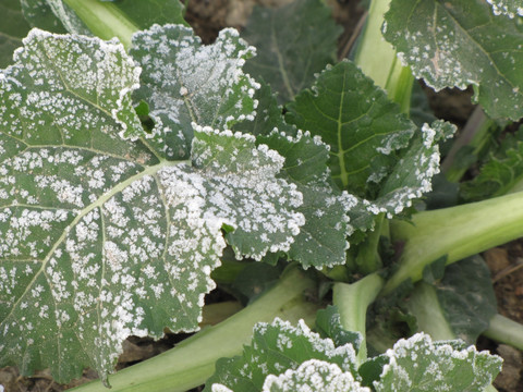 油菜 霜花