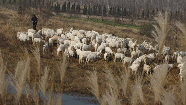 冬季牧羊 山羊 芦花