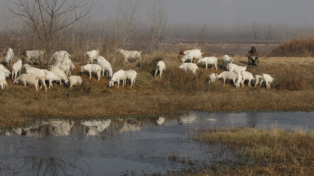 冬季牧羊 山羊