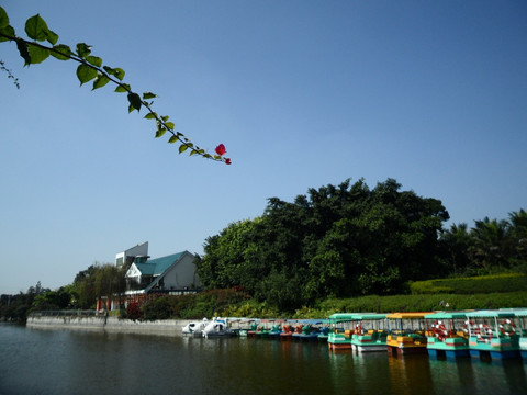 深圳中山公园 湖畔