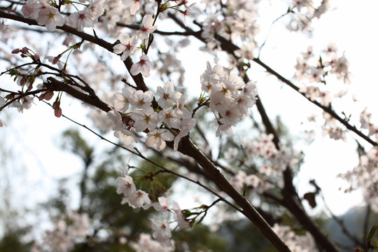 樱花