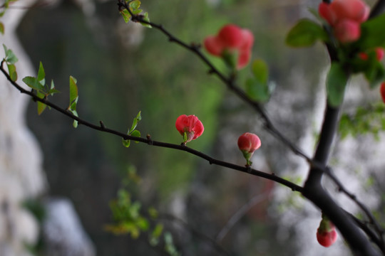 海棠花