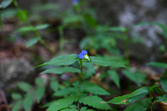 小花