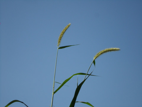 狗尾巴草