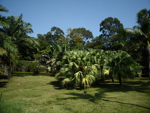 草地 树林