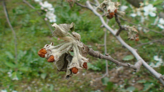 苹果冻害