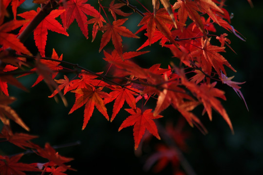 红枫叶影